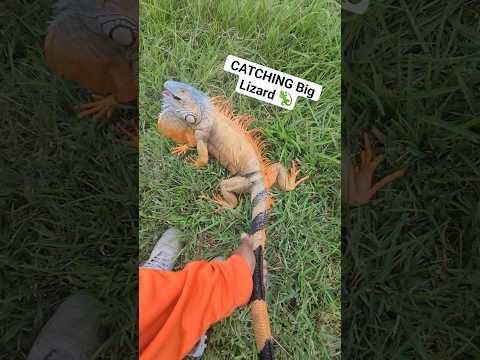 CATCHING BIG LIZARDS! #lizard #iguana #fyp