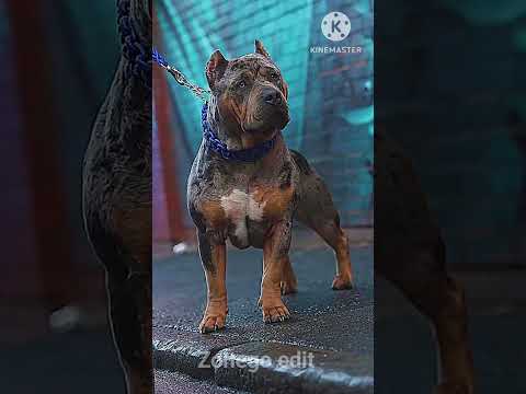 big pitbull animaltransformation☠️