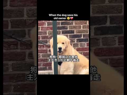 Dog Sad Moments ๐ญ- when you lost your dog in 2024 ๐#shorts#thedodo #animals #dog #cat #kitten #puppy