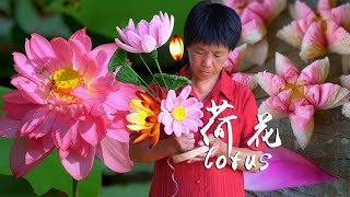 百亩荷花盛开粉艳，做荷花酥、荷花冰碗和台灯，香甜冰爽美不胜收｜lotus【闽湖阿嬤Fujian Grandma】