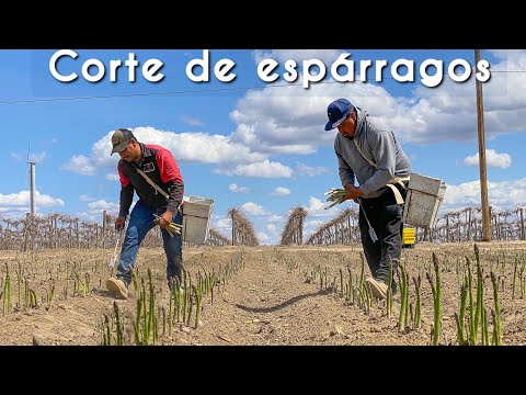 CUANTO GANAN cortando Esparragos trabajando por destajo en Estados Unidos