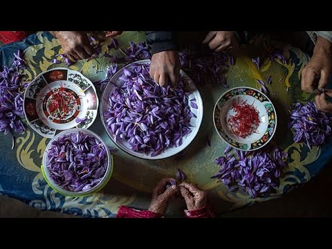 YouTube video thumbnail: Saffron Harvesting Flourishes in Morocco's Rural Ikniouen Commune