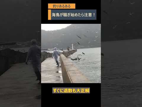 海鳥が集まり始めたら要注意！ #釣りあるある #海鳥