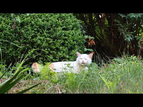 猫の動画サムネイル - 野良猫とちろちょびさばじろう　250714