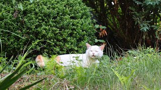 動画サムネイル