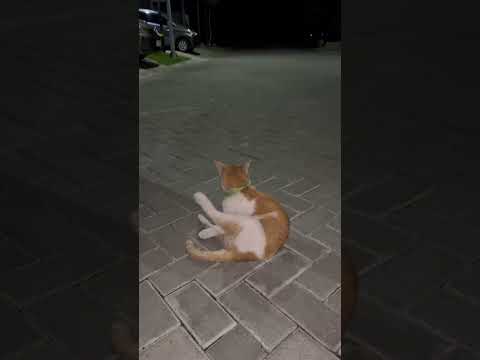 This Old Cat Is So Afraid Of The Darkness. #cat #oldcat #pets #貓咪日常 #cute #nizamkucinglucu #imut