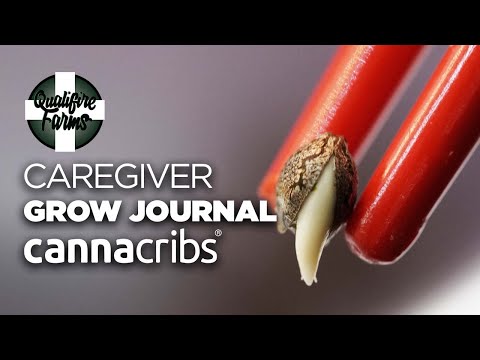 Cannabis Caregiver Germination - Qualifire Farms Grow Journal - Canna Cribs