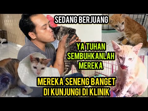 Mengunjungi Kucing -Kucing Jalanan Yang Sedang Di Rawat Di Klinik Hewan..‼️