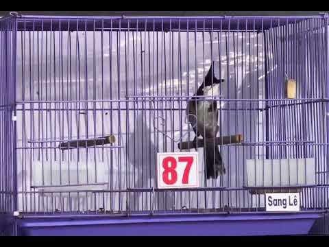 Mã 87 vừa ra lồng 🌾 êm