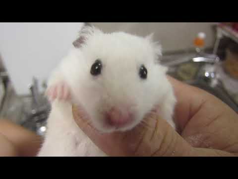 ハム ハム 探検隊の最新動画 Youtubeランキング