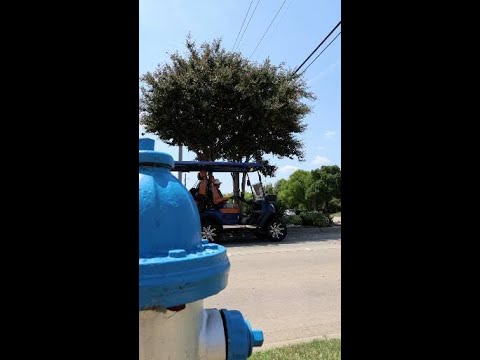 Cruising Neighborhood #shorts