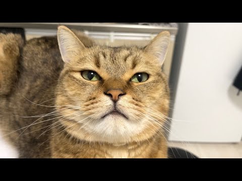 猫の動画サムネイル - 【アラーム】朝こんな顔してイカつい奇声を上げまくる猫