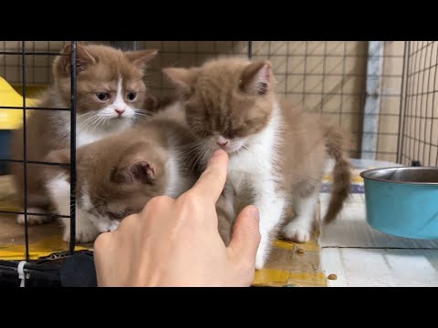 The CUTEST Kittens You'll Ever See Are Here