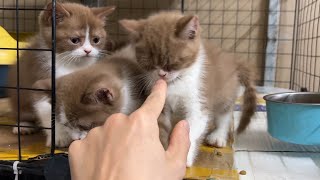 The CUTEST Kittens You'll Ever See Are Here