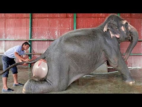 This Is How These 10 Animals Look Like while Giving Birth