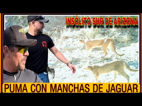 AVENTURA NÚMERO 462 LAS CÁMARAS CAPTAN UN PUMA CON MANCHAS SIMILARES AL JAGUAR @EXPLORANDOARIZONA