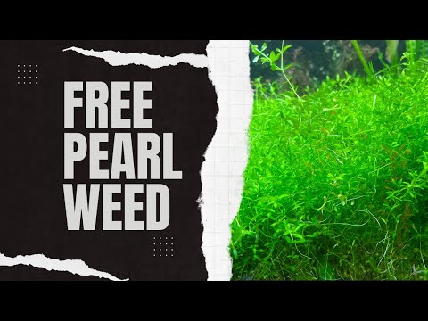 Free (pearl) Weed - Aquarium Plant Giveaway I have far too much pearl weed (Hemianthus micranthemoides) and feel the need to give some away.