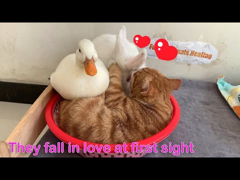 So funny! The kitten and the rabbit fell in love at first sight, but the duck stole their love!