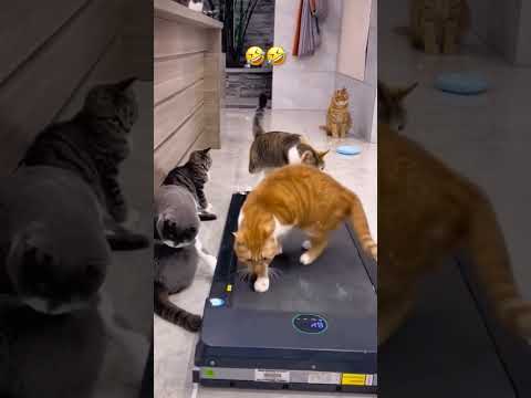 cat on workout 🤣😂 #cat #reaction #funny #love #baby #pets #comedy #catvideos #toyhouse