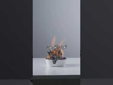 بتعطي كم من ١٠ لـ “ثعبان الفرعون” هذا؟#shorts #experiment #tips