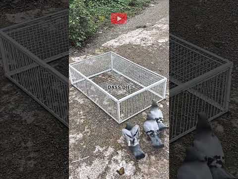 Die beste Vogelfalle aller Zeiten