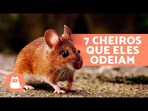 7 CHEIROS que os RATOS ODEIAM 🐀❌ Eles não suportam esses odores!