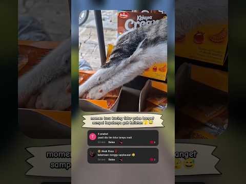 kucing ini bikin panik tapi lucu 😂