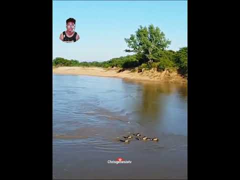Monsters Of The River Crocodile vs wild dogs