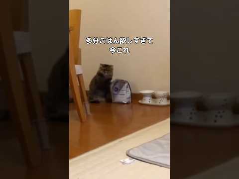 エキゾチックショートヘア＆ロングヘア猫のかわいい視線短編動画 サムネイル