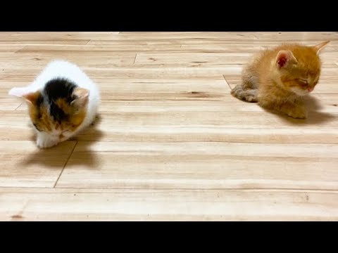 眠すぎてみんなの場所へたどり着けない子猫