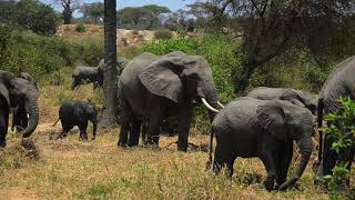 Weltreise: Tansania (Teil 1) - Safari im Tarangire und Lake Manyara Nationalpark - Vlog 21