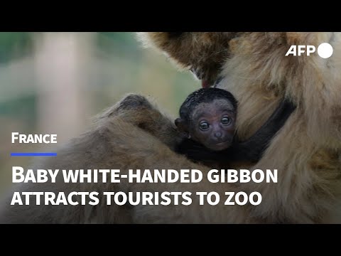 Rare white-handed gibbon born in French zoo | AFP