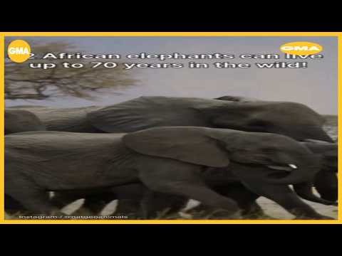 Moment on the <strong>Earth</strong> with elephants