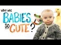 Understanding the Science of Cuteness