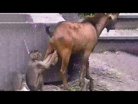 Такое Увидишь Раз в Жизни! Случаи с Животными 1 на 1 000 000 Снятые на Камеру