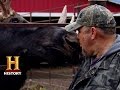 Moose Behavior and Adventures