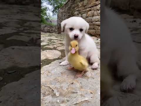 The dog holds the duckling to watch the sunset. Cute pet debut plan. Dog. Golden Sun original