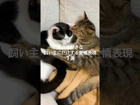 猫の動画サムネイル - 猫が大好きな飼い主にだけする愛情表現3選 #猫 #ねこ #猫のいる暮らし #ねこのいる生活 #保護猫 #猫好きさんと繋がりたい #猫との暮らし #猫動画 #猫のいる生活 VOICEVOX:ずんだもん