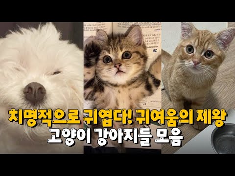 치명적으로 귀여운 고양이 강아지 모음 😍