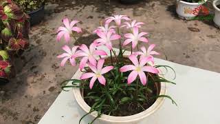 Come see the flowers with me | rain lilies flowers