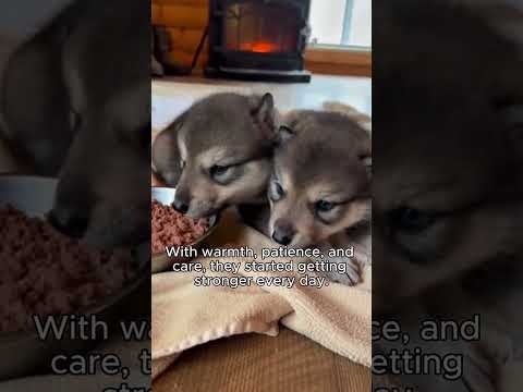 A Heartbreaking Wolf Rescue That Ends in the Most Beautiful Way