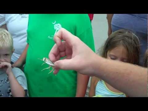 Ripley's Aquarium at Ocean Creek Resort - Finding Crabs (Part 1)