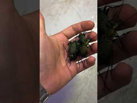 wildlife Transformation!! #animals #animallife #shorts
