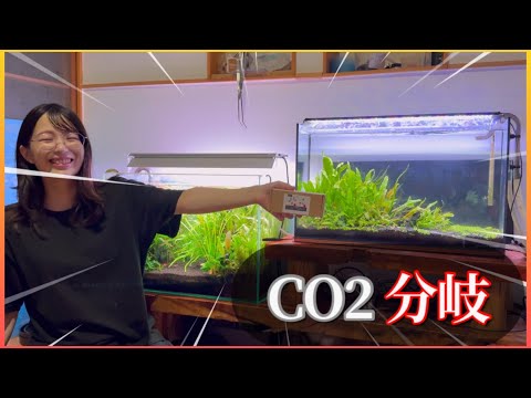 コスパ最強の化学反応CO2添加装置を更に使いやすくするアイテムを購入しました!【夫婦でアクアリウム】