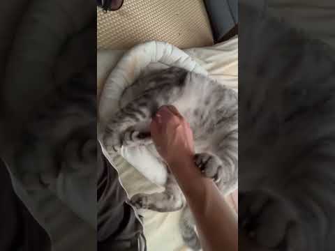 噛み癖のある凶暴猫との仁義なき戦い戦い〜へそ天の乱〜