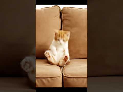 Funny Orange & White Kitten on Couch