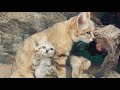 Sand Kittens: Behavior and Naming
