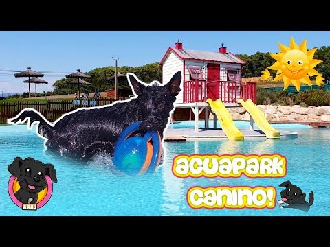 Vamos al PARQUE ACUÁTICO PARA PERROS! Lana pierde el MIEDO AL AGUA!