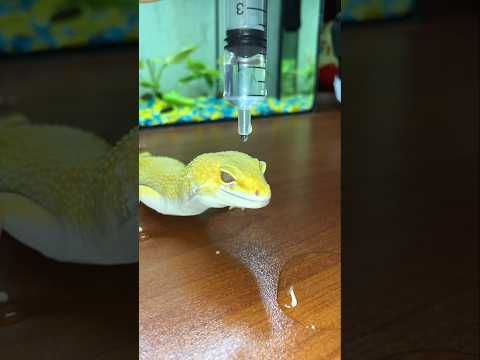 This LIZARD reples all WATER Drops😤🤯#viralvideo #shortvideo