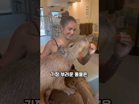 현 시점 세상에서 가장 부러운 동물 카피바라